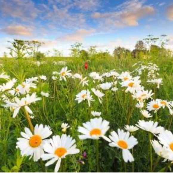 Meet your Posher, Rita - Picture 1 of 1